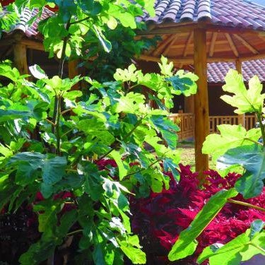 Birds Hotel Molino Thumbnail