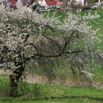 Landidyll Hotel Zum Alten Schloss