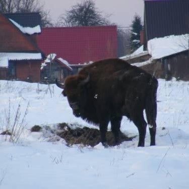 Olsik