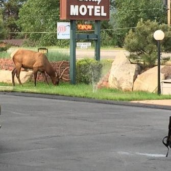 Saddle & Surrey Motel Thumbnail