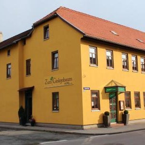 Zum Ginkgobaum