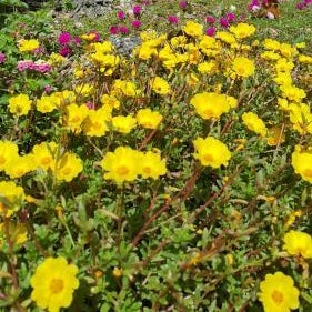 Andnindot garden resort Thumbnail