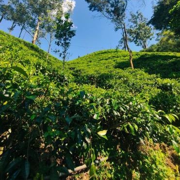 Pepper Garden Resort Thumbnail