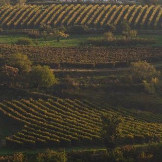 La Collina dei Ciliegi