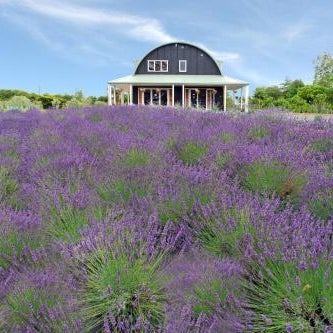 Lavender Hill Thumbnail