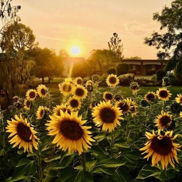 Quirindi Sunflower Motor Inn