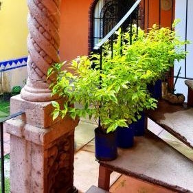 Villa Alfonsina Thumbnail
