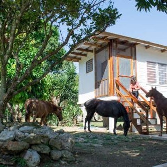 Horse Cottage Thumbnail