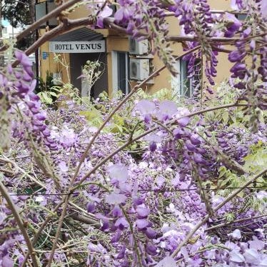 Hotel VENUS Thumbnail