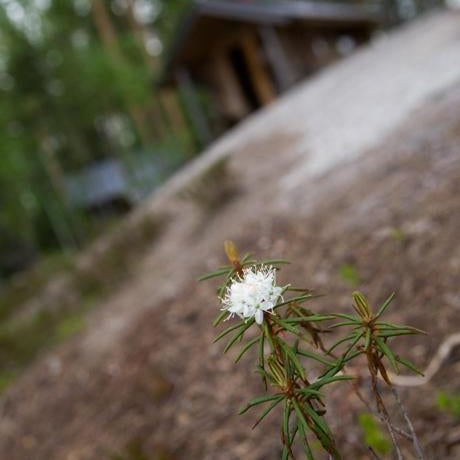 Pielppa Lodge